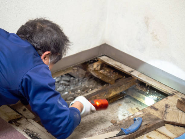 Why You Should Choose Our Mold Remediation Services in Sardis, MS